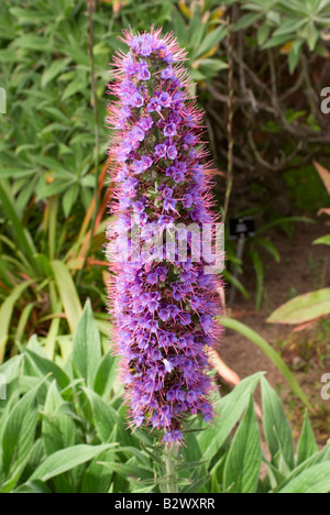 Primo piano della fioritura viola echium candicans orgoglio di Madera a Logan Botanic Garden Dumfries and Galloway Scotland Regno Unito Foto Stock