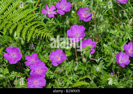 Bloody Cranesbill Geranium sanguineum fiori Foto Stock