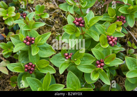 Dwarf Corniolo Cornus suecica con frutti immaturi Foto Stock