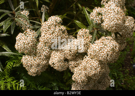 Olearia Macrodonta Bush o Nuova Zelanda Daisy ad albero in fiore a Logan Botanic Garden Dumfries and Galloway Scotland Regno Unito Foto Stock