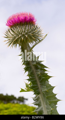 Altezza montante Scottish Cardo fiore in Logan Botanic Garden Dumfries and Galloway Scotland Regno Unito Foto Stock