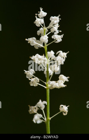 Può Lily Maianthemum bifolium testa di fiori Foto Stock