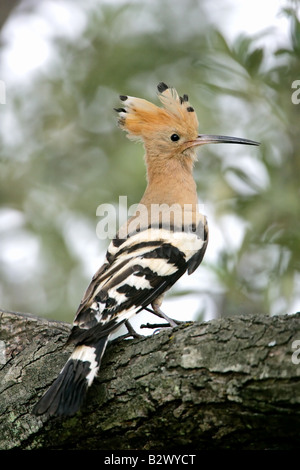 Upupa sul ramo di oliva in Grecia Foto Stock