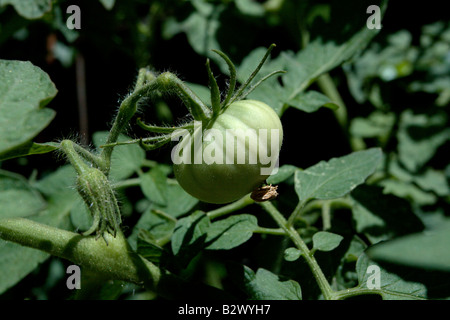 Un verde 'ananas' cimelio di varietà di pomodoro. Foto Stock