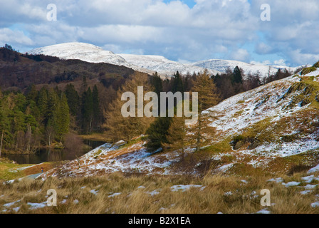 Tarn Hows Lake District guardando verso Helvellyn Foto Stock