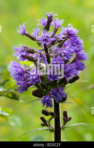 Blue Sow thistle Cicerbita alpina fiore dettaglio Foto Stock