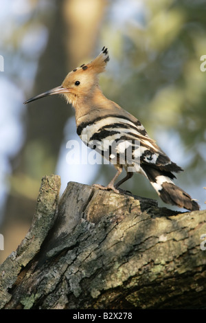 Upupa sul ramo di oliva in Grecia Foto Stock