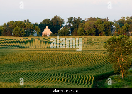 Un vecchio fienile bianco è visto attraverso un campo di mais alto su questa tarda serata d'estate. Foto Stock