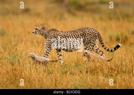 Ghepardo (Acinonyx jubatus) madre con i cuccioli Foto Stock