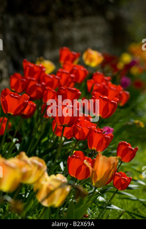 Retroilluminato tulipani rossi fioritura durante la primavera in Inghilterra, Regno Unito Foto Stock