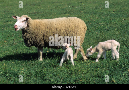 Gli agnelli e le pecore di madre in un campo Foto Stock