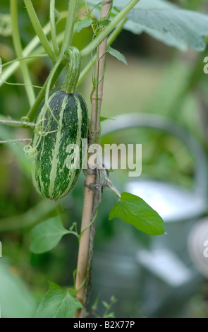 Di midollo osseo in un grafico di vegetali Foto Stock