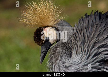 Crested crane africa Uganda uccello di stato Foto Stock
