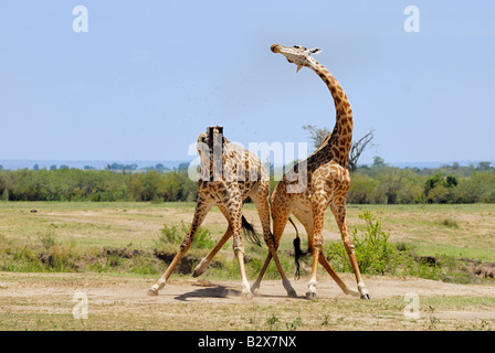 Combattimenti Masai giraffe, Giraffa camelopardalis tippelskirchi, il Masai Mara, Kenya, Africa Foto Stock