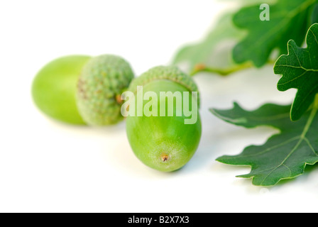 Ramo di quercia con ghiande macro Foto Stock