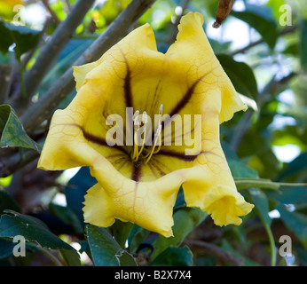 Solandra maxima 'Golden calice vite" Foto Stock