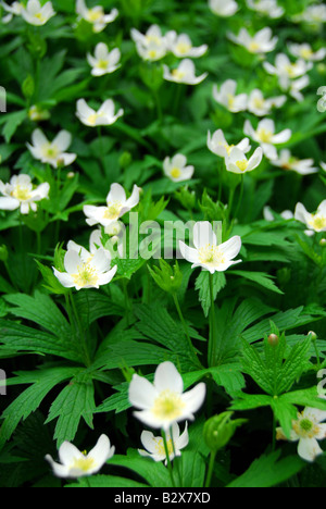 Molla di fiori selvatici anemoni di legno vicino fino Foto Stock