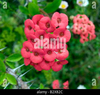 Euphorbia milli splendens "Corona di Spine' Foto Stock