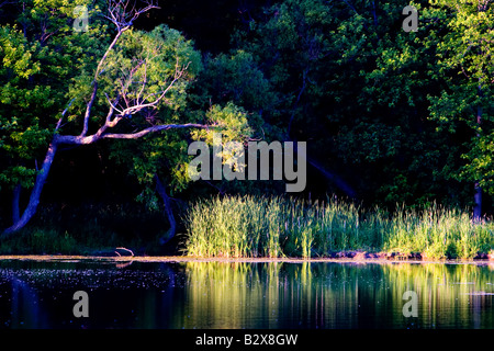 Reeds crescere sulla riva di un lago in rural Illinois. Foto Stock