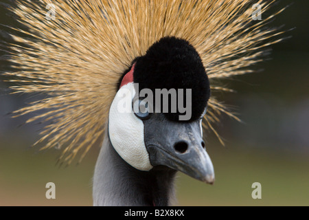 Crested crane africa Uganda uccello di stato Foto Stock