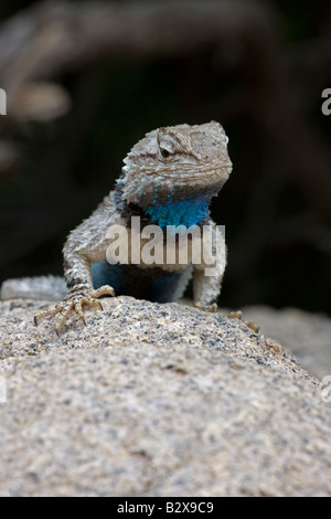 Clark lucertola spinosa (Sceloporus clarkii) Deserto Sonoran Arizona Foto Stock