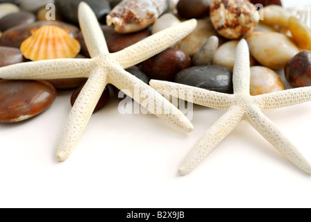 Starfish ciottoli e conchiglie su sfondo bianco Foto Stock