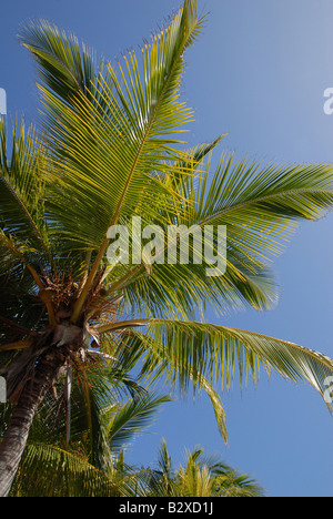 Palm tree visto da sotto contro il cielo blu chiaro Foto Stock