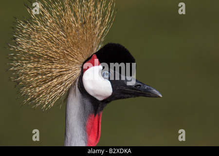 Crested crane africa Uganda uccello di stato Foto Stock