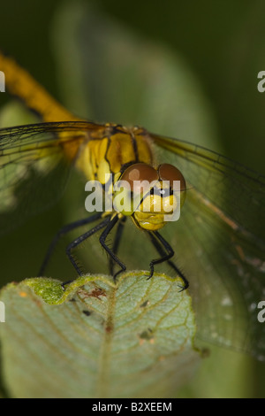 Common Darter (Sympetrum striolatum) appollaiato sulla lamina Foto Stock