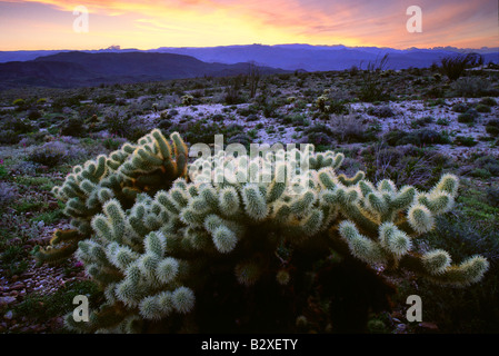 Orsacchiotto Cholla in Anza Borrego Desert State Park, San Diego, California Foto Stock