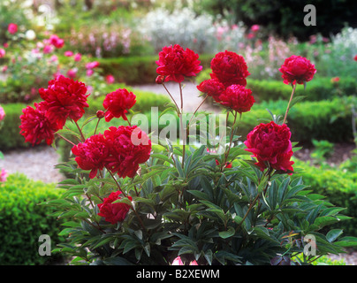 Rosso fiori Paeony in perfetta piena fioritura in una formale attraente progettato inglese parterre casella country garden Foto Stock