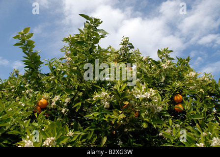 Fiori d'arancio e la frutta in albero, Javea / Xabia, Provincia di Alicante, Comunidad Valenciana, Spagna Foto Stock