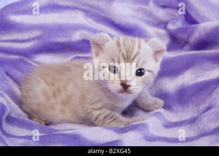 Highlander carino gattino su soft lavanda sfondo viola Foto Stock