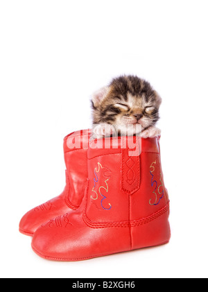 Carino brown tabby Highlander gattino dormire in rosso Stivale cowboy isolato su sfondo bianco Foto Stock