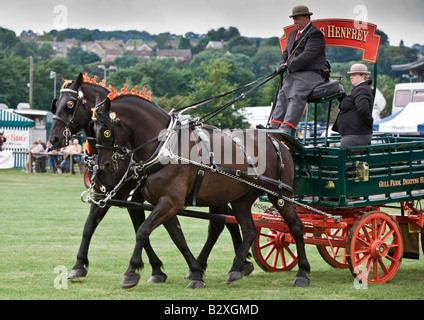 Shire cavalli a Bakewell Show Derbyshire Foto Stock