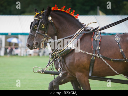 Shire cavalli a Bakewell Show Derbyshire Foto Stock