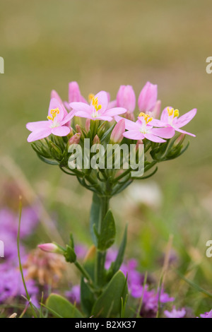 Comune (Centaury Centaurium erythraea) fiore Foto Stock