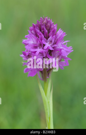 Orchide (Anacamptis pyramidalis) fiori chalk Wharram Quarry Riserva Naturale dello Yorkshire del Nord Inghilterra UK Europa Giugno Foto Stock