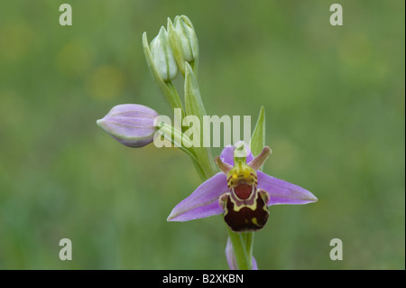Bee Orchid (Ophrys apifera) fiori su chalk Wharram Quarry Riserva Naturale dello Yorkshire del Nord Inghilterra UK Europa Giugno Foto Stock