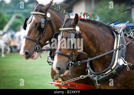 Shire cavalli a Bakewell Show Derbyshire Foto Stock