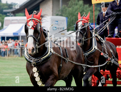 Shire cavalli a Bakewell Show Derbyshire Foto Stock