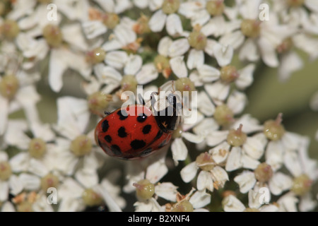 HARLEQUIN LADYBIRD Harmonia axyridis ALIMENTAZIONE SU UMBELIFER FIORE Foto Stock
