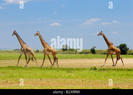 Masai giraffe, camelopardalis tippelskirchi, il Masai Mara, Kenya, Africa orientale Foto Stock