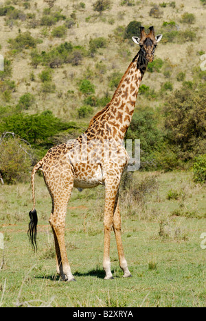 Masai giraffe, camelopardalis tippelskirchi, il Masai Mara, Kenya, Africa orientale Foto Stock