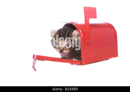 Carino brown tabby kitten all'interno della piccola cassetta postale rosso isolato su sfondo bianco Foto Stock