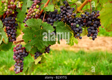 I grappoli di uve a bacca rossa che cresce su un vitigno Foto Stock