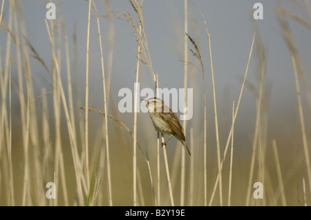 Sedge Trillo acrocephalus schoenobaenus cantando in costiera letto reed NORFOLK REGNO UNITO può Foto Stock