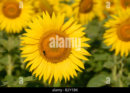 Foto di stock di giallo dei girasoli in un campo in Francia Foto Stock