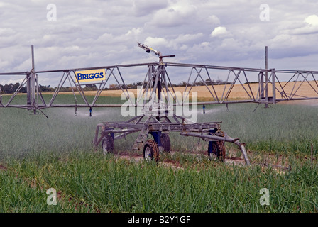 Briggs sistema di irrigazione irrigazione un raccolto di cipolle, Butley, Suffolk, Regno Unito. Foto Stock