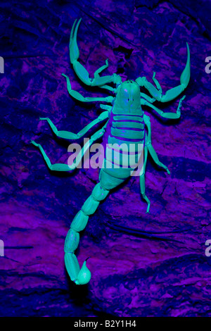 Desert Hairy Scorpion (Hadrurus arizonensis) chiamato anche Giant Hairy Scorpion - sotto luce UV Arizona USA Foto Stock